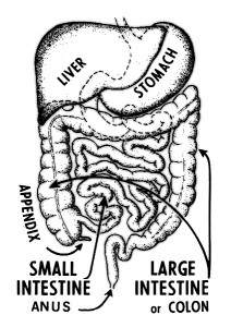 Bowel Cancer