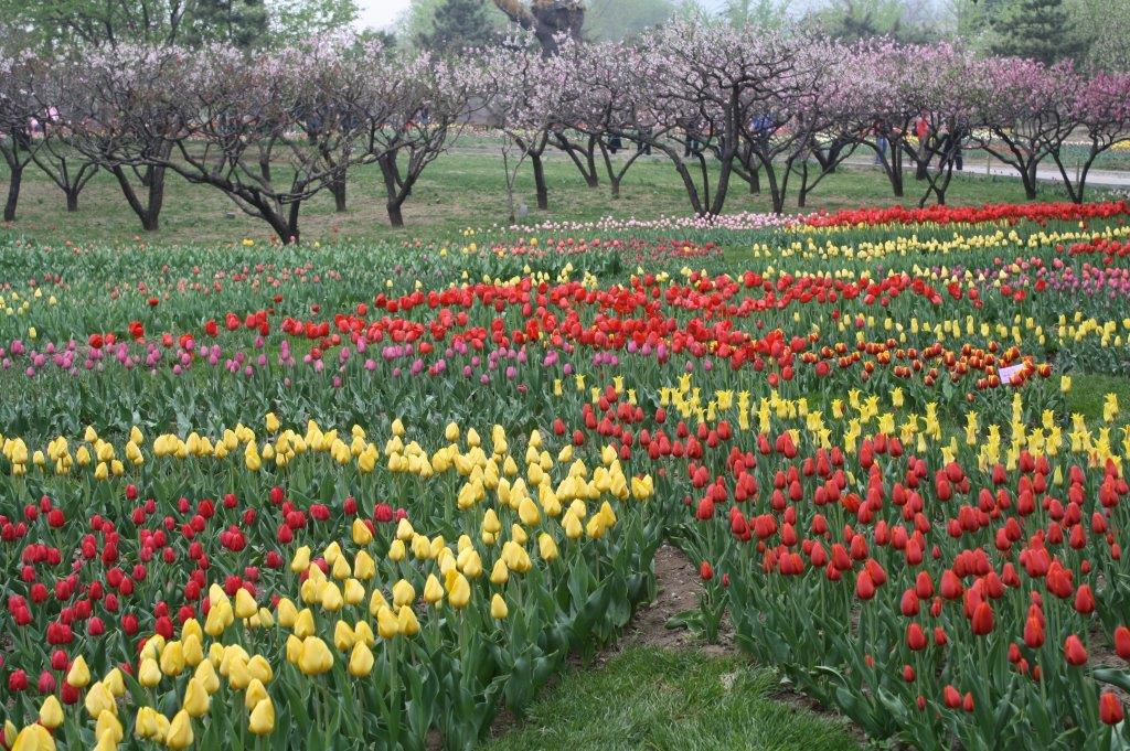 Spring Flowers